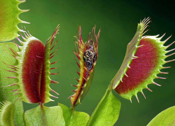 planta dionaea