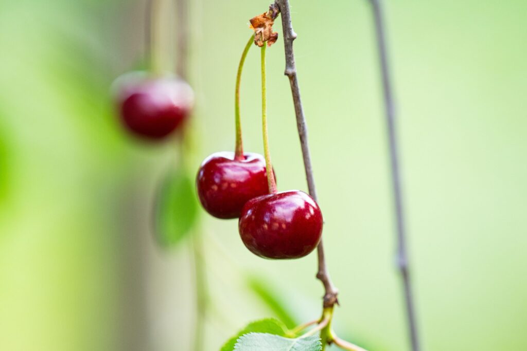 tipos de frutíferas